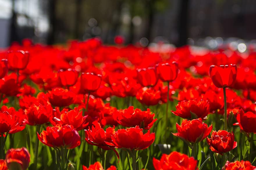 チューリップ、フラワーズ、フィールド、咲く、花、赤い花、赤いチューリップ、植物、美しさ、春、自然