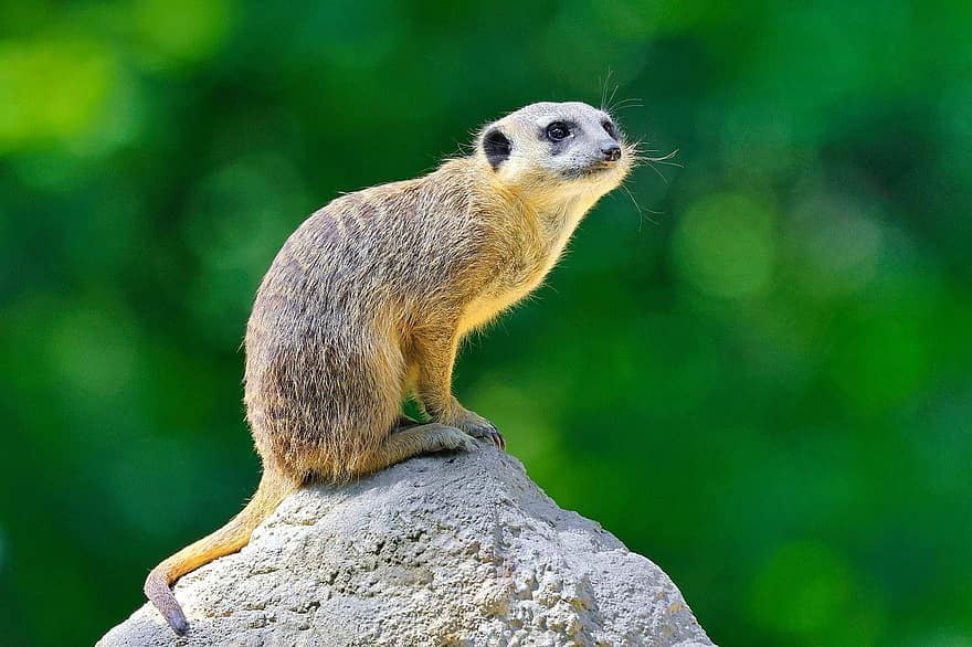 meerkat, θηλαστικό ζώο, βράχος, γούνα, είδος, πανίδα, άγρια ​​ζωή, μικρό, χαριτωμένος, ζώα στη φύση, κοιτάζοντας