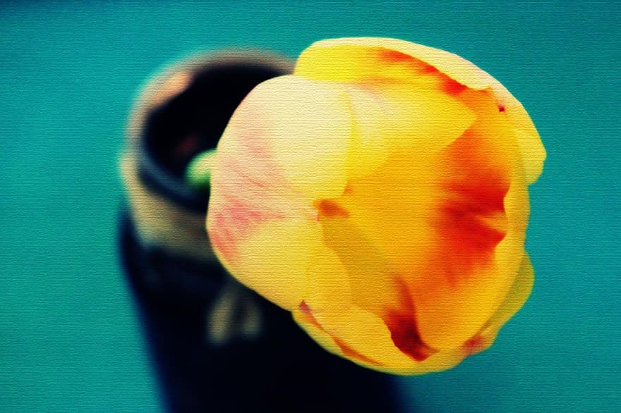 tulipes, Soleil, fleurs, flore, jaune, enfer, Floraison, schnittblume, ambiance, bouquet, donner
