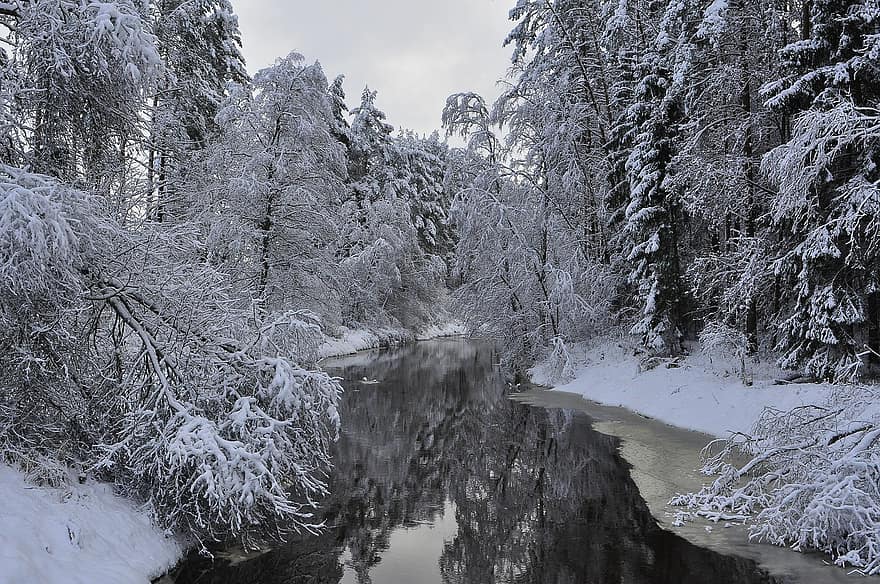 invierno, naturaleza, temporada, al aire libre, bosque, nieve, árbol, hielo, paisaje, escarcha, congelado
