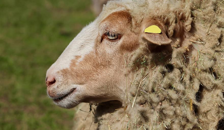 овца, домашнее животное, Whittier, овечья шерсть, выгон, шерсть, млекопитающее, овечья голова, животное, луг, животноводство