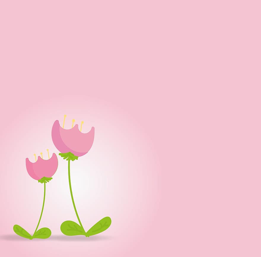 blomst, tulipan, bakgrunn, kart, vår, blomstre, nederland, rosa, anlegg, flora, vårblomster
