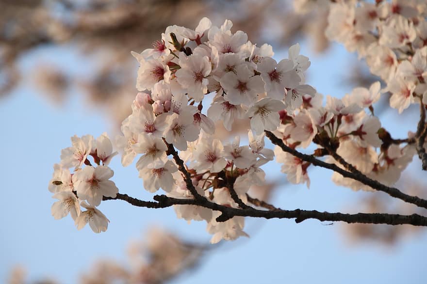 třešňové květy, sakura, růžové květy, jaro, Příroda