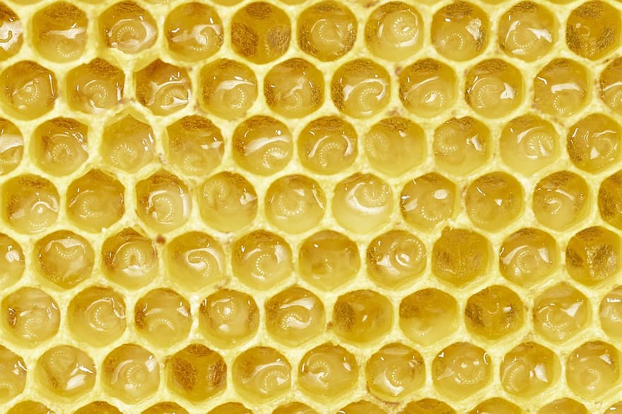 abelles, apicultura, insecte, mel d'abella, animal, naturalesa, ous