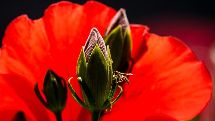 hoverfly, ebegümeci, kırmızı, çiçek, böcek, Çiçek açmak, doğa