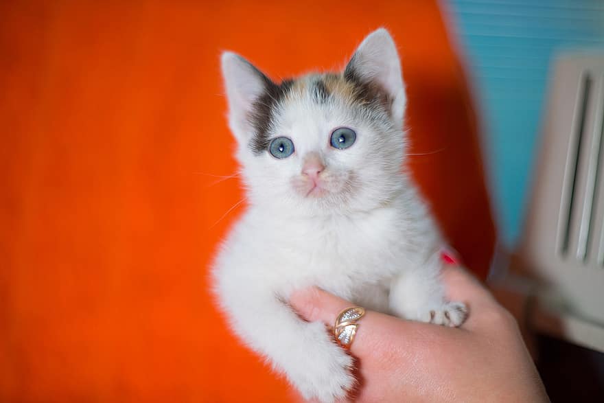 kedi yavrusu, yavru, Mil, tatlı, Beyaz kedi, Evcil Hayvan, çocuk, kedi, kediler, hayvanlar, büyüleyici