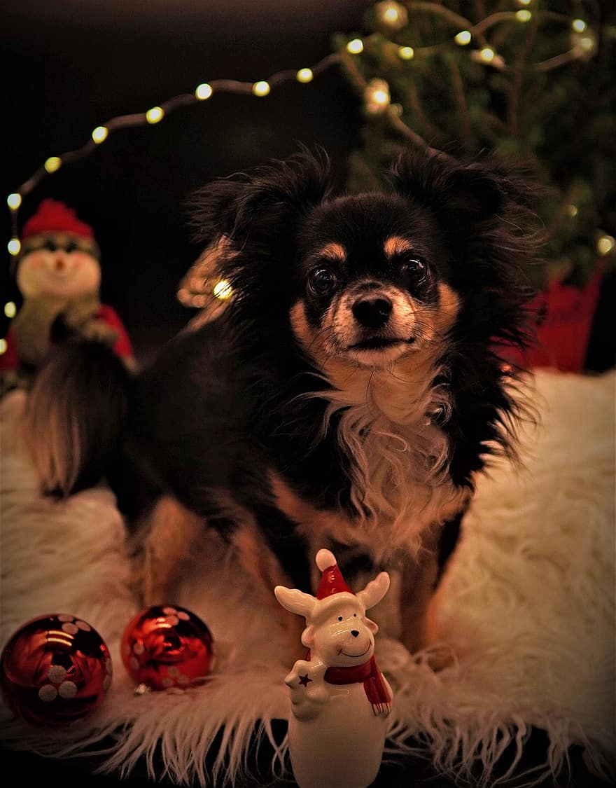 Nadal, bones vacances, targeta de Nadal, chihuahua, llums, gos, animal, bonic, boles de Nadal, decoració de Nadal, figura d’alç