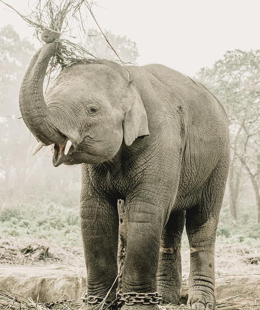 elefante, animale, alimentazione, natura, incatenato, pachiderma, mammifero, parco, safari, Chitwan, Nepal