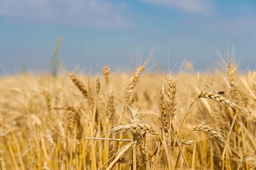 小麦、小穂、フィールド、プランテーション、栽培、ファーム、作物、畑、農業