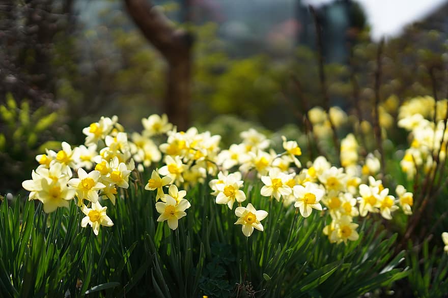 フラワーズ、水仙、庭園、植物学、咲く、花、春、季節の、工場、緑色、黄