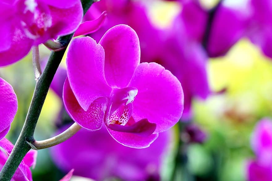 orquídies, flors, orquídies morades, pètals, pètals morats, florir, flor, plantes, naturalesa, jardí, phalaenopsis