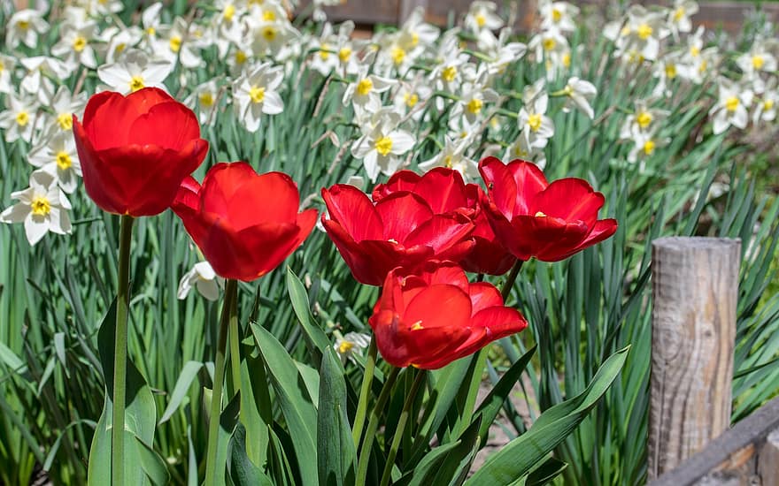 tulipaner, blomster, planter, røde tulipaner, petals, blomst, flora, hage, natur