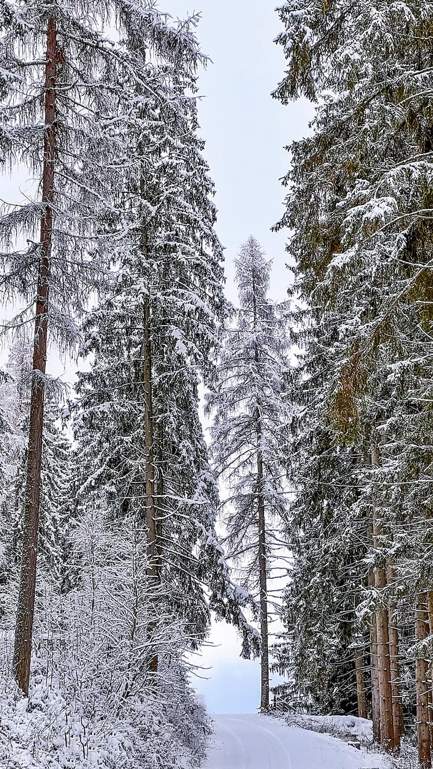 zimní, Rakousko, les, hora, sníh, krajina, strom, sezóna, borovice, mráz, led