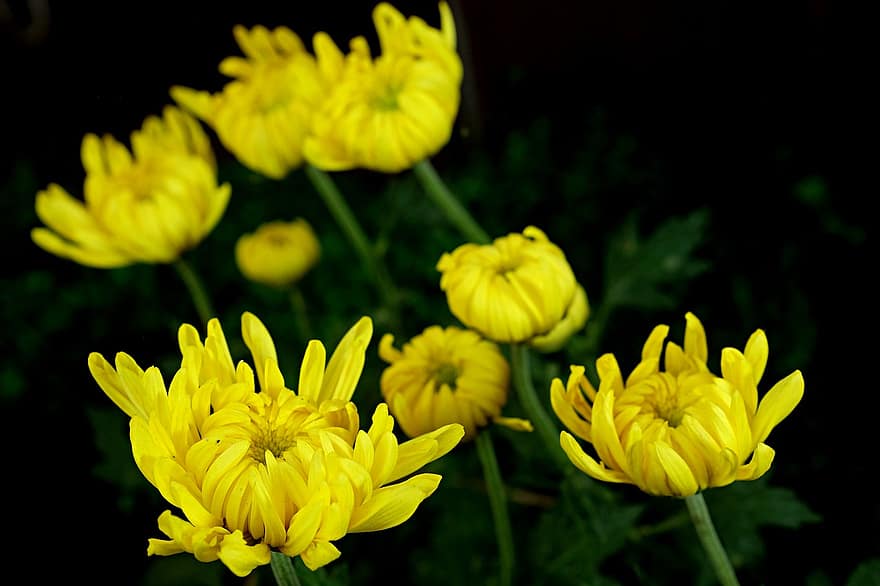 chrysanthèmes, fleurs, fleurs jaunes, pétales, pétales jaunes, Floraison, fleur, flore, les plantes, la nature