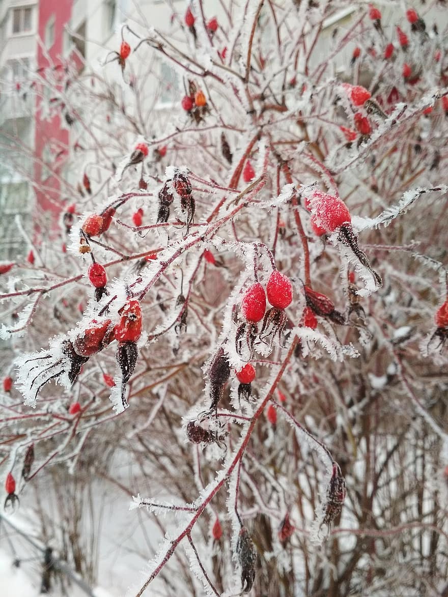 Rose Hips, Snow, Winter, Frost, Berries, branch, season, tree, plant, forest, leaf