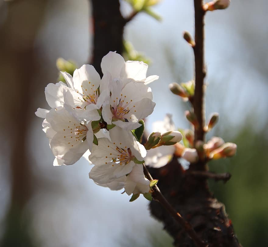 třešňové květy, květiny, sakura, jaro, flóra, třešeň, jarní sezóna, bílé květy, květ