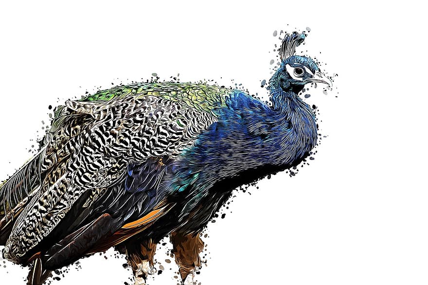 Peacock, Animal, Bird, Cartoon, Drawing, Nature, Feather, Colorful, Plumage, Color, Iridescent