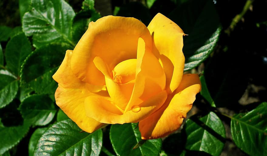 bloem, gele bloem, gele roos, tuin-, blad, fabriek, detailopname, geel, bloemblad, zomer, bloemhoofd