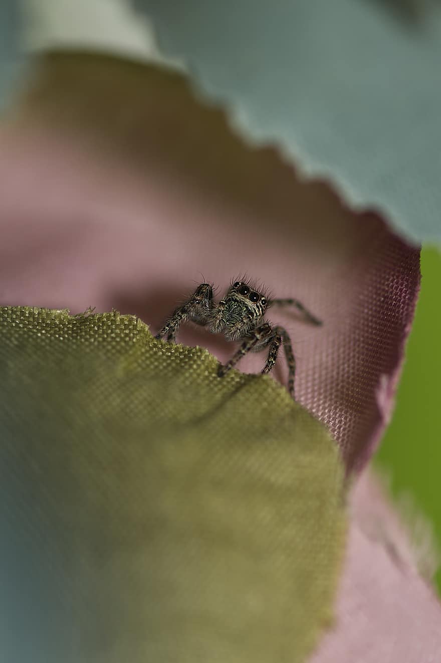 con nhện, côn trùng, bọ cánh cứng, loài nhện, vải, sợi vải, thú vật