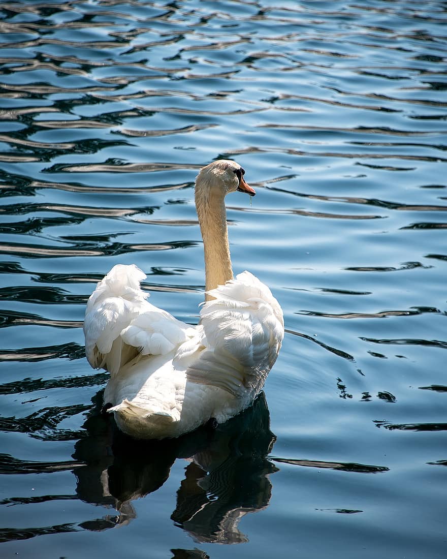 cisne, Cisne Branco, lago, reflexão, natureza, vertical, animal, são charles, missouri, branco, agua