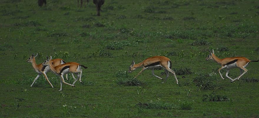 gazzelle, animali, safari, in esecuzione, antilope, mammiferi, natura, selvaggio, natura selvaggia, parco nazionale del Serengeti, Tanzania