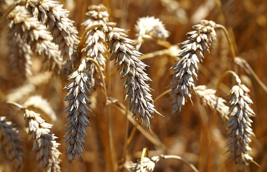des céréales, grain, agriculture, champ de blé, la nature