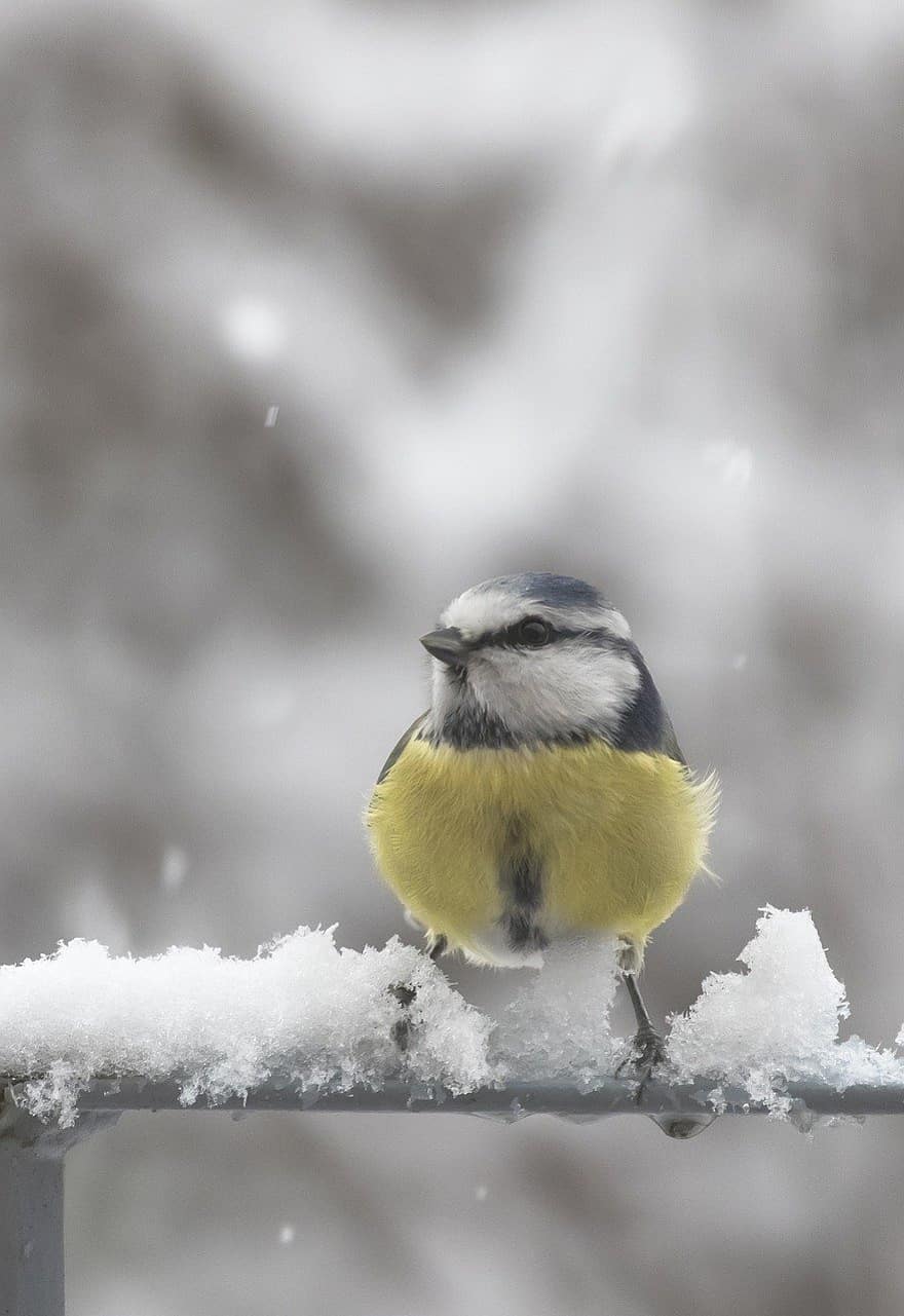 pták, eurasian blue tit, zimní, sníh, zobák, tit, zvířata ve volné přírodě, Pírko, detail, jednoho zvířete, větev