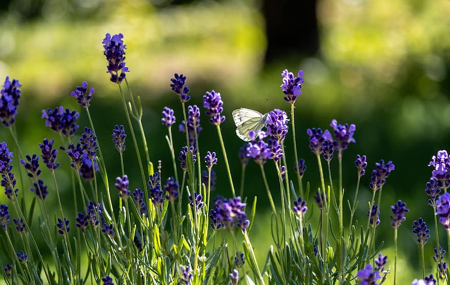 bunga-bunga, lavender, kupu-kupu, taman, musim panas, penuh warna, bunga, ungu, menanam, merapatkan, warna hijau