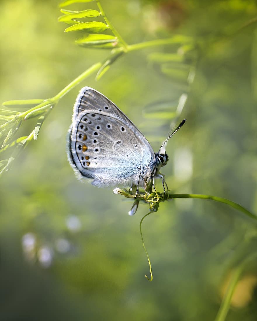 papillon, insecte, papillons, insectes, la nature, printemps, bleu, ailes, coloré, macro, l'arrière-plan