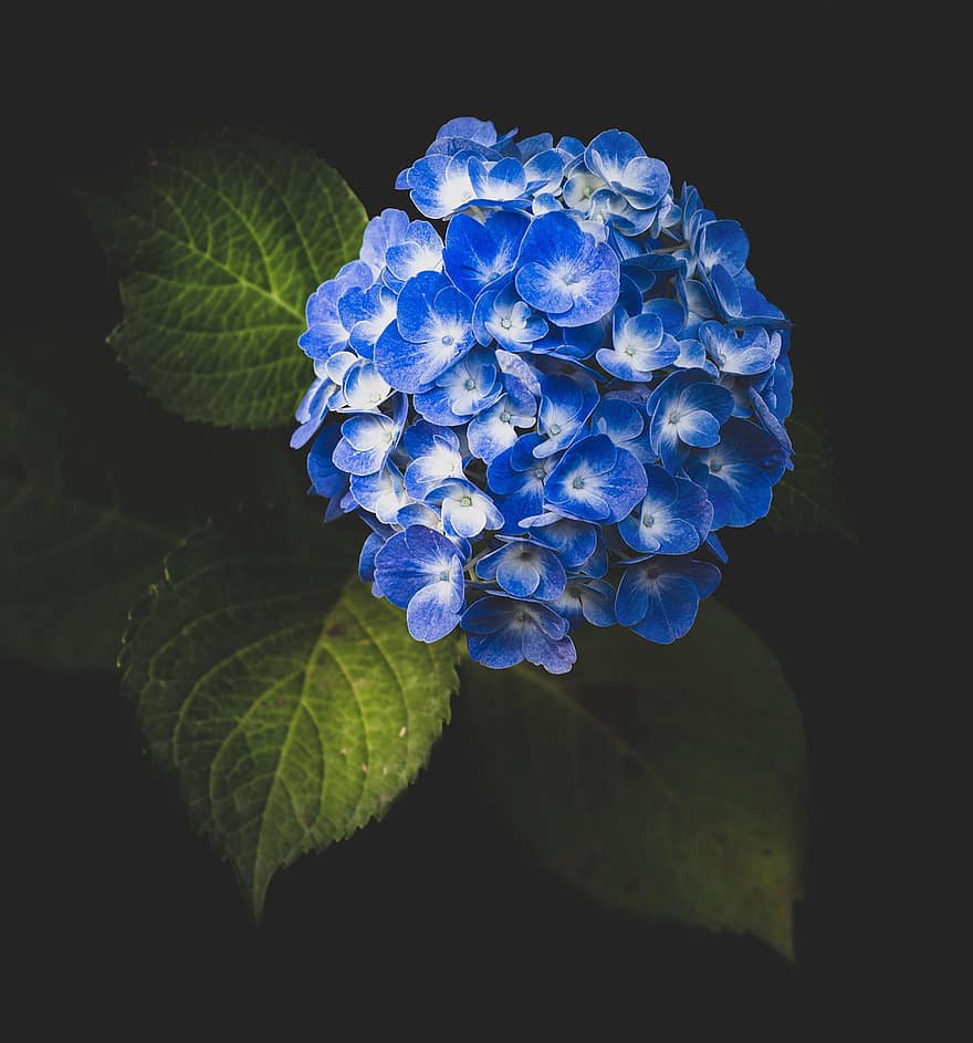 hydrangea, bunga