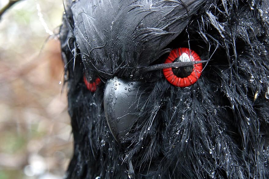 Crow, Halloween, Celebration, Party, Wet, Bird, Black Feathers, Red Eyes, Scary