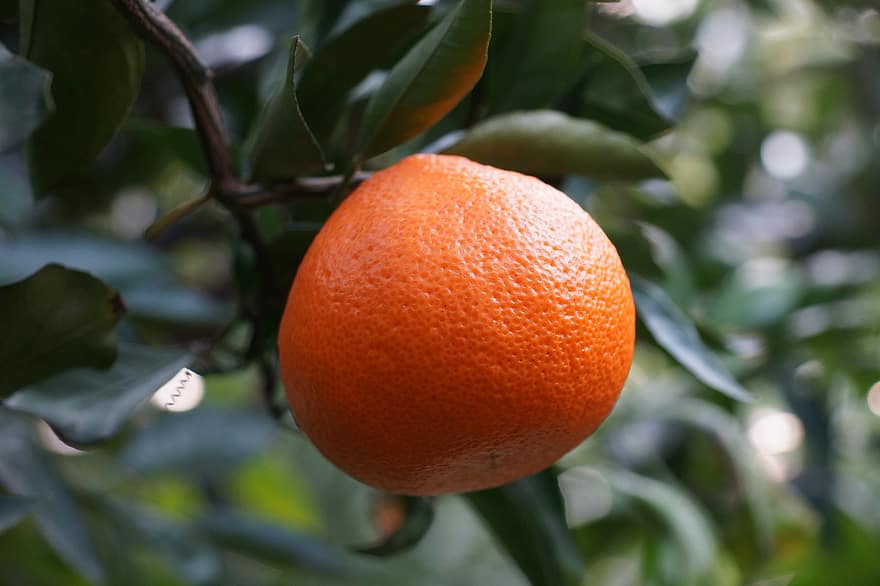 мандарин, помаранчевий, цитрусові, мандаринове дерево, фрукти, гілки, листя, свіжість, впритул, їжа, зелений колір