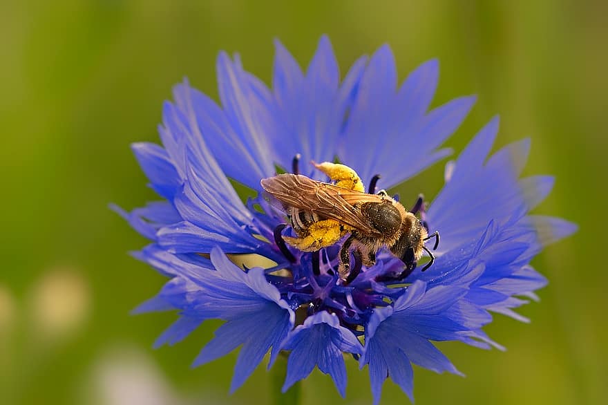 Honigbiene, Kornblume, Flockenblume, Natur, Pollen, Insekt, Honig, bestäuben, Bestäubung, Hymenoptera, geflügeltes Insekt