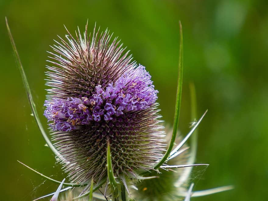 Thistle, Flower, Flora, Plant, Nature, Flowering, Sharp, Prickly, Background, Close Up, Wreath