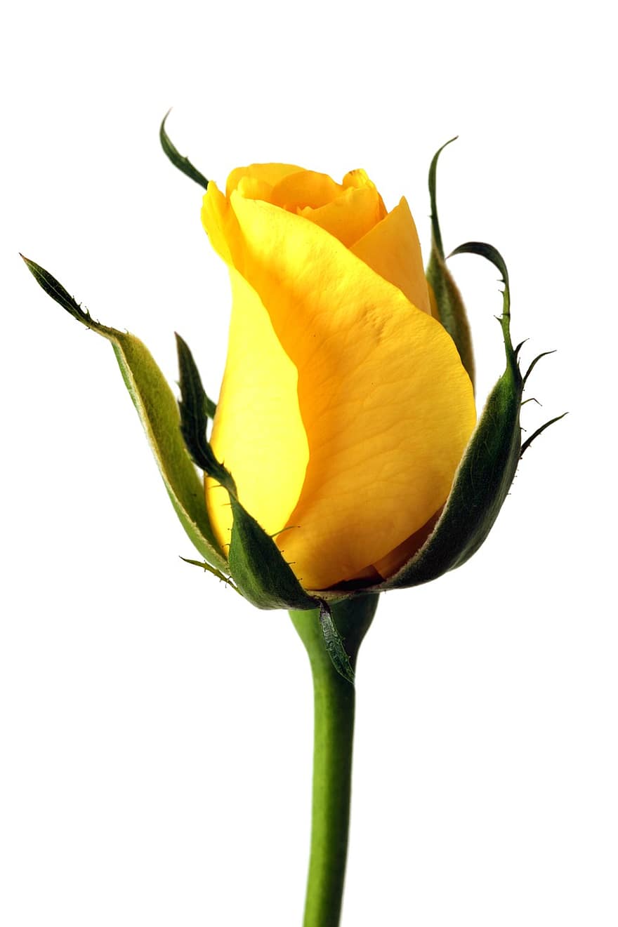 gul rose, gul blomst, blomst