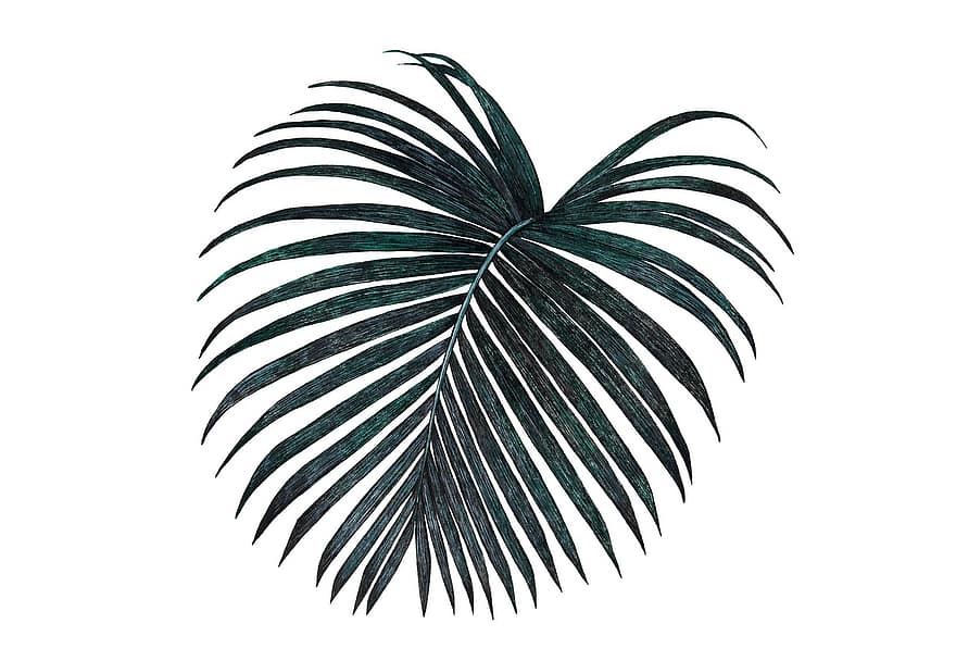 Black, Palm, Leaf, Nature, Tropical, Isolated, On, White, Painting, Drawing, Drawings