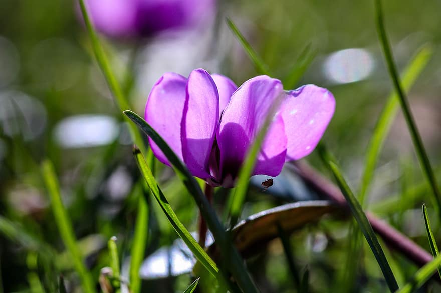 фиолетовые цветы, цветы, луг, сад, природа, весна, завод, цветок, крупный план, летом, зеленого цвета