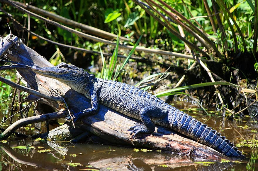 аллигатор, рептилия, живая природа, Луизиана, болотный, природа