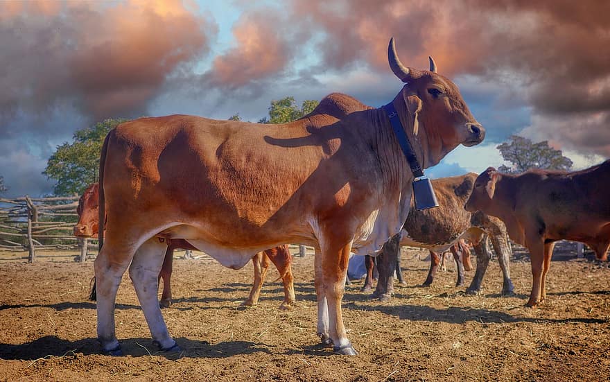 bò cái, bầy đàn, nông trại, động vật, thịt bò, bò đực, gia súc, động vật có vú, động vật nhai lại, chăn nuôi, sừng