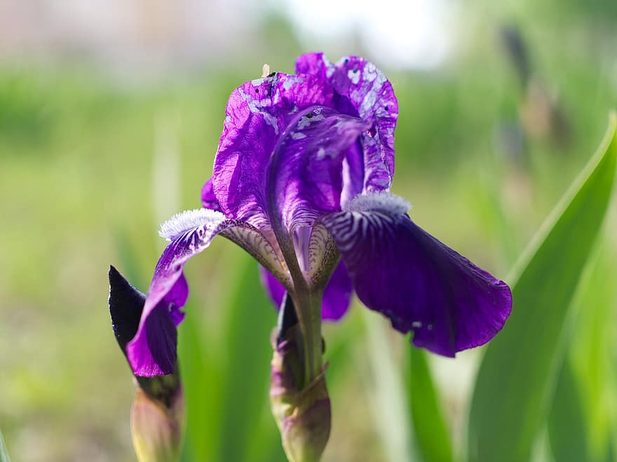 blomma, iris, vild
