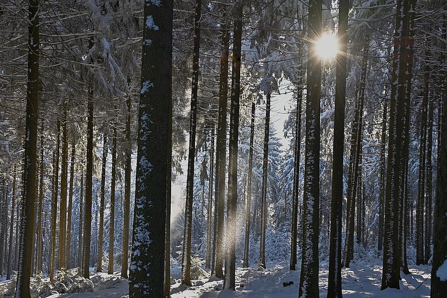 лес, зима, солнце, снежно, холодно, волшебство зимы
