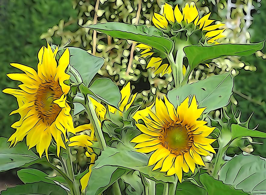 слънчоглед, helianthos, жълт, цвят, разцвет, слънчогледови семки, градина, лятна градина, линолова киселина, лято цвете, семена от птици