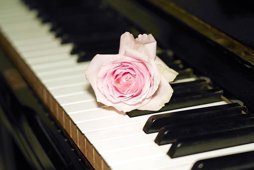 ruusu-, piano, kukinta, kukka