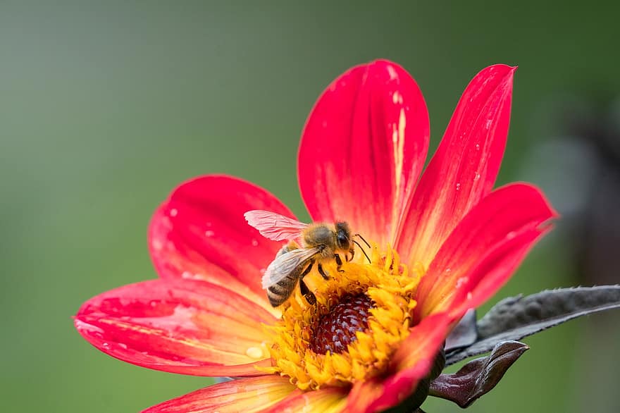 Bie, blomst, insekt, dahlia, honningbie, anlegg, flora, nektar, natur, pollen