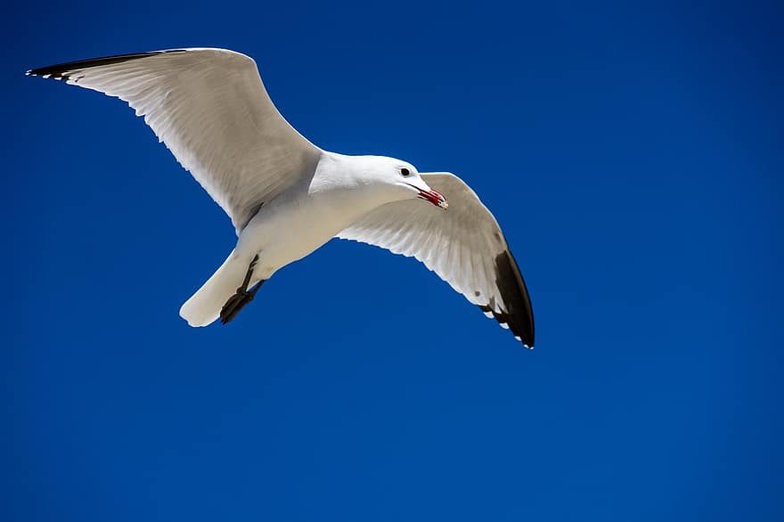 かもめ、青空、フライト、鳥、飛んでいる鳥、羽毛、翼、動物