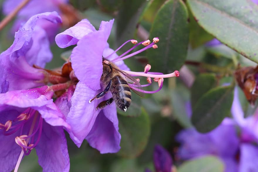 пчела, рододендрон, опрашване, градина, цвят, природа, наблизо, едър план, цвете, растение, лято