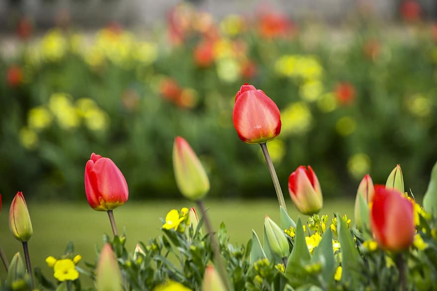 tulipány, zahrada, květiny, jaro, barvitý, Holandsko, flóra, bokeh, květinový