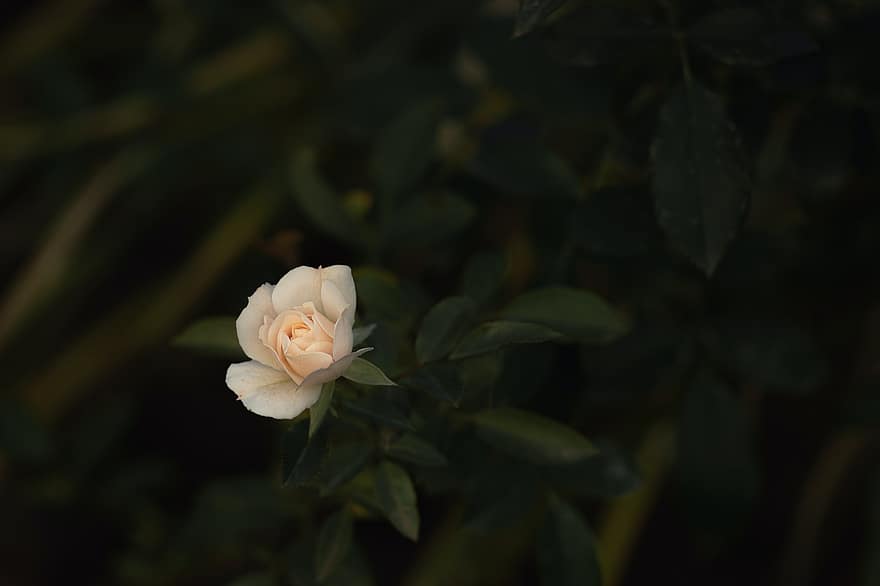 rosa, fiore, pianta, rosa Bianca, fiore bianco, fioritura, fiorire, giardino, avvicinamento, ufficio, mazzo