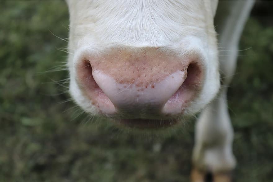Cow, Nose, Animal, Mammal, farm, close-up, animal head, grass, cattle, livestock, agriculture