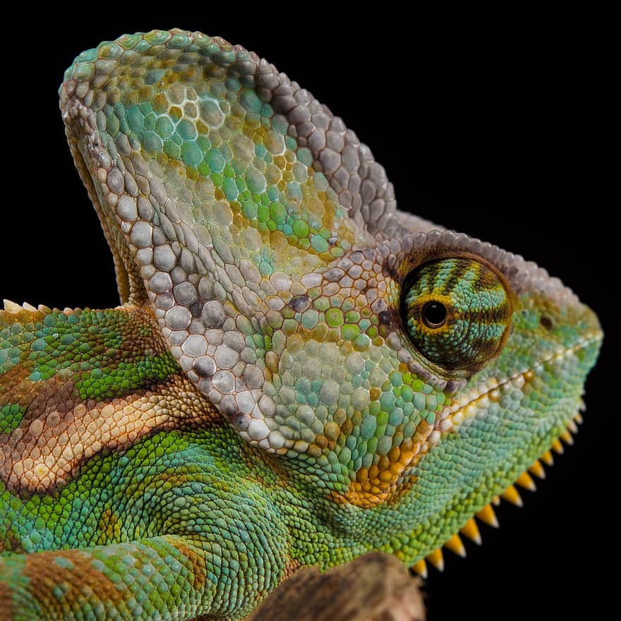 Chameleon, Reptile, Animal, Lizard, Nature, Wildlife, close-up, green color, multi colored, vertebrate, animals in the wild